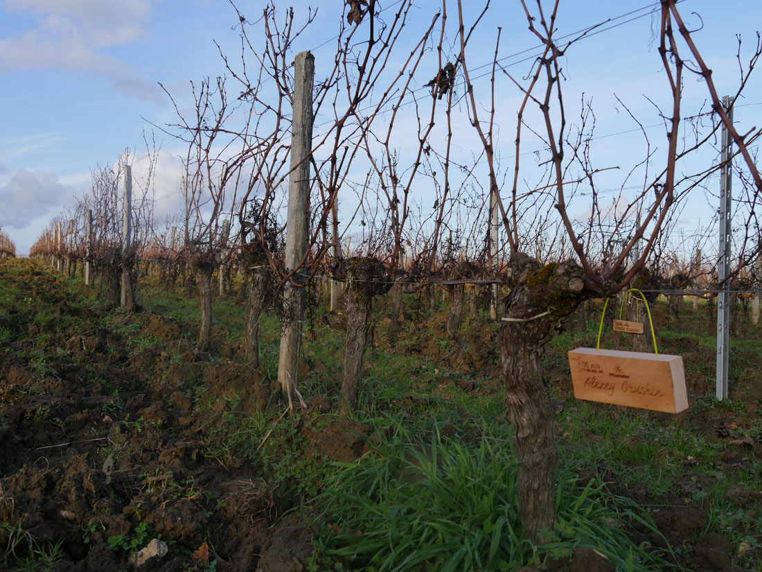 Виноградник на урожай